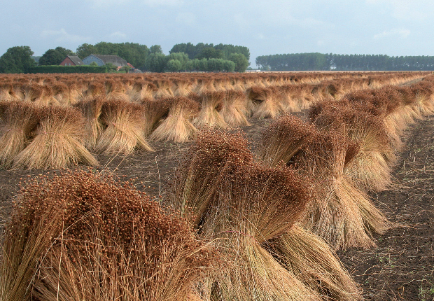 France is the largest producer of flax in Europe. French flax fibre is considered one of the worlds best. Cropped in Flanders, Picardy and Normandy it enjoys very favorable climatic conditions.© Focal