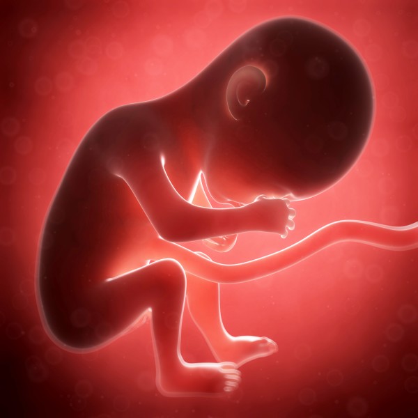 The mother's heartbeat is also important for a child's development. The sound of the heart beating in the womb gives the foetus a feeling of security and safety. © Sebastian Kaulitzki - Fotolia.com