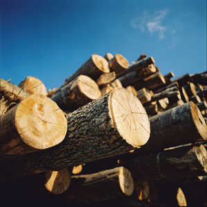 Timber - Weyerhaeuser is one of the world’s largest forest products companies
