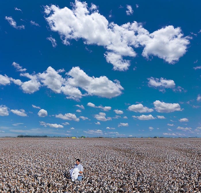 California's San Joaquin Valley has the ideal climate for growin ELS Pima cotton. © Applied DNA Sciences 