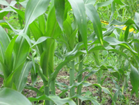 Corn grown using Intradeco by-product