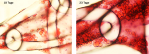 Fig.1. Human adult stem cells, growing on a textile implant. Differentiation of the stem cells into fat cells after 10 days (left) and after 23 days (right). Picture: Hohenstein Institute (Institute for Hygiene and Biotechnology)