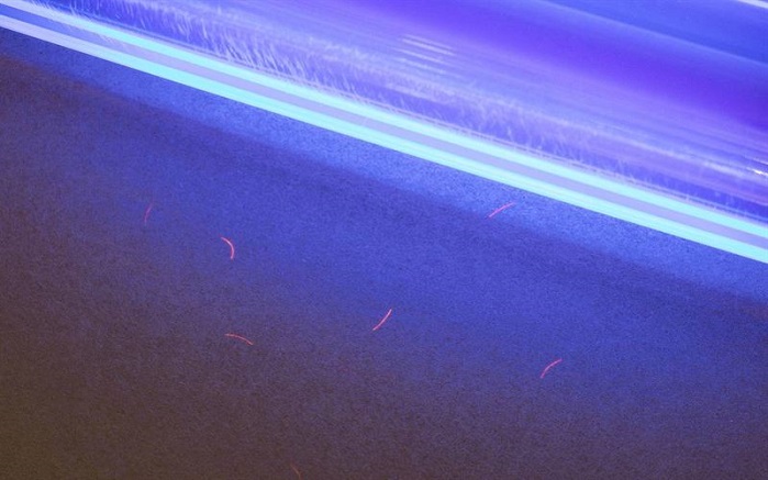 Fluorescent security fibres visible under an ultraviolet light. © Ahlstrom-Munksjö