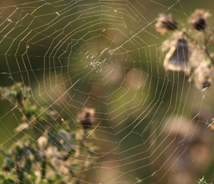 Germany's AMSilk and the Fraunhofer Institute for Applied Polymer Research (IAP) have joined forces in the development of a novel spin process for making high performance fibres from AMSilk's spider silk proteins.