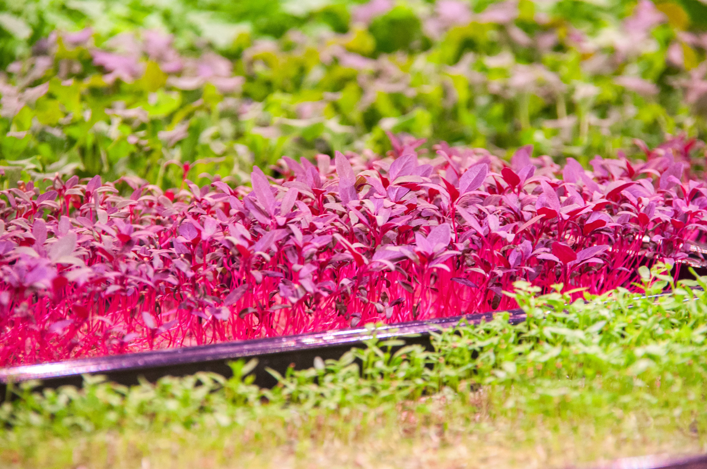 Micro greens thrive on Growfelt nonwoven media.