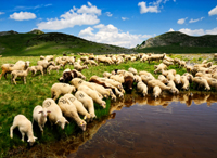 Merino sheep