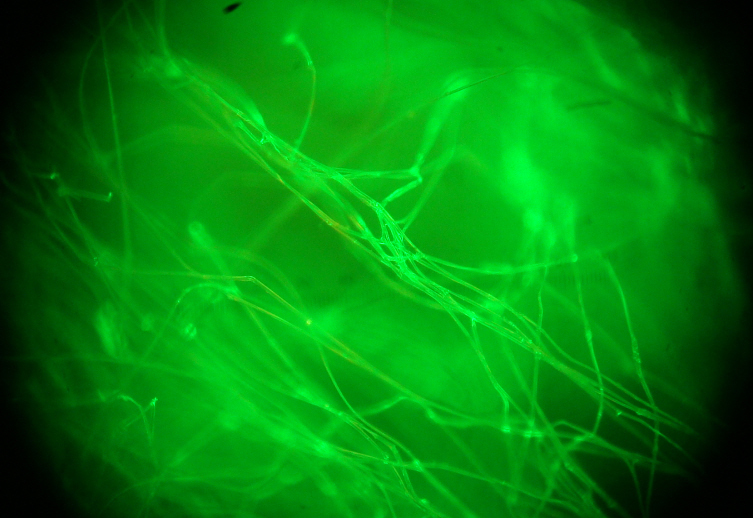 Dragon Silk fibres.© Kraig Biocraft Laboratories, Inc. 