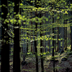 Beech forest. Copyright: Lenzing AG. Photographer: Markus Renner / Electric Arts