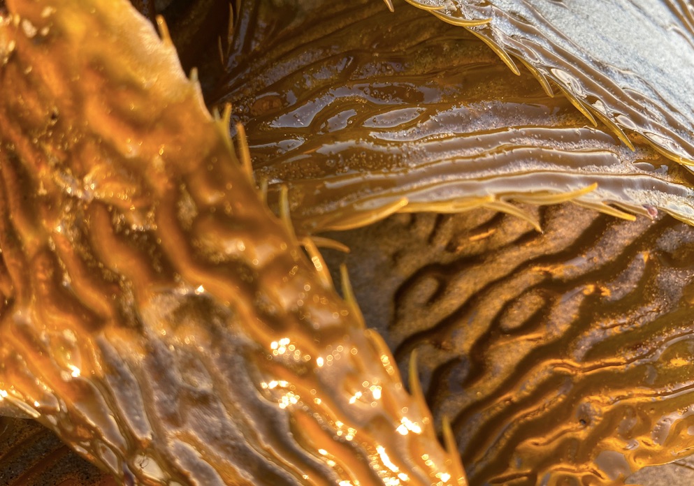 Wild seaweed off the coast of Santa Barbara, California. © Algiknit