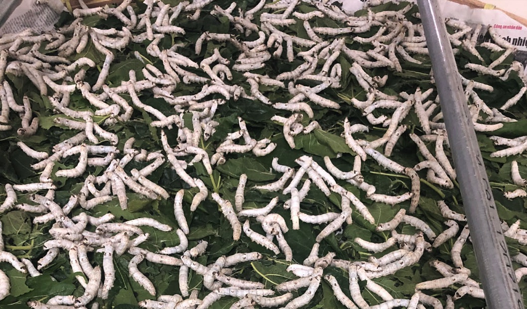 Breakthrough in new spider silks