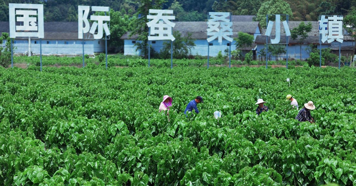 Mulberry farming. © Trudel