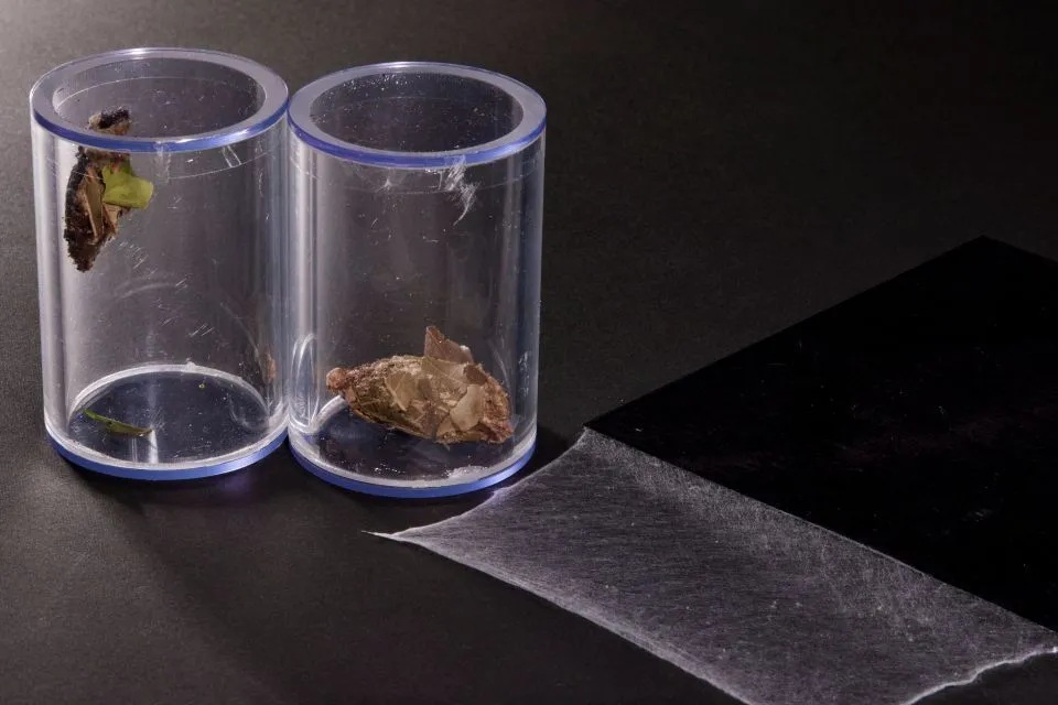 Kowa has created ultra-thin, nonwoven fabric-like Minolon sheets from the silk threads spun by the bagworms. © Kowa