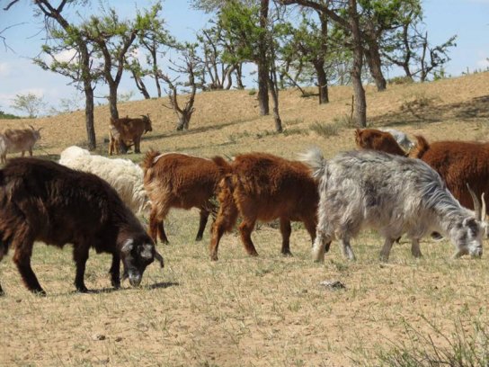 Cashmere is obtained from the fine underlayer of the goat’s coat. © SFA