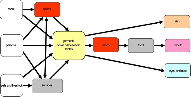 Schema of transmission routes of germs via hands and textiles (following Bloomfield, 2011). © Hohenstein Institute