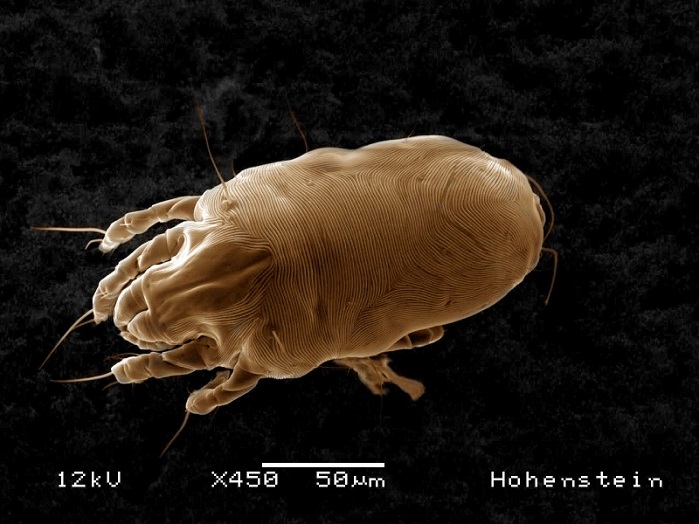 Image of a dust mite. Their excrement can cause allergies. © Hohenstein Institute