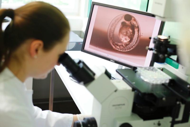 Zebrafish (see monitor image) and water fleas (daphnia) are good environmental indicators and are used in the ecotoxicological tests at the Hohenstein Institute. © Hohenstein Institute