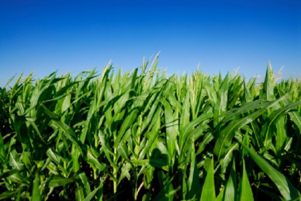 The new technology creates new possibilities for the development of fabrics that can be used for agricultural and horticultural solutions.