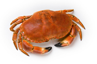 crab