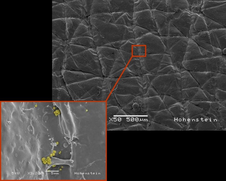 HUMskin has many of the same physiological properties as human skin and the same surface profile as the epidermis. © Hohenstein Institute