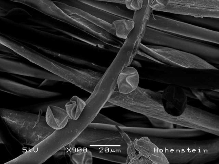Picture of nettle pollen on a textile, taken with a scanning electron microscope. © Hohenstein Institute