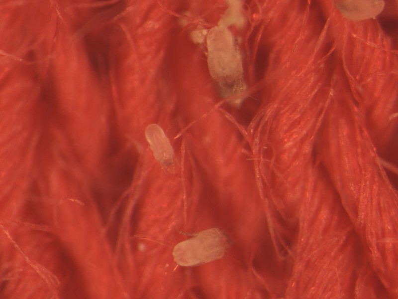 The way "anti-dust mite textiles" work is based on either the dust mites being destroyed by chemical agents or the textiles being so dense that no dust mite excrement can penetrate them. Textiles can be tested and assessed for both properties. © Hohenstein Institute