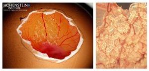 Fig. 5. Hatched chicken egg used as CAM angiogenesis model (left). Formation of new blood vessels into a textile implant complemented with adult stem cells (right). Picture: Hohenstein Institute (Institute for Hygiene and Biotechnology)