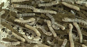 Silkworms produce artificial spider silk