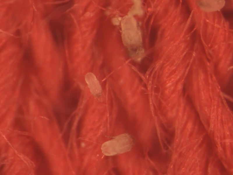 Mites of different sizes on a textile. © Hohenstein Gruppe