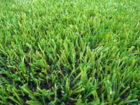 synthetic turf