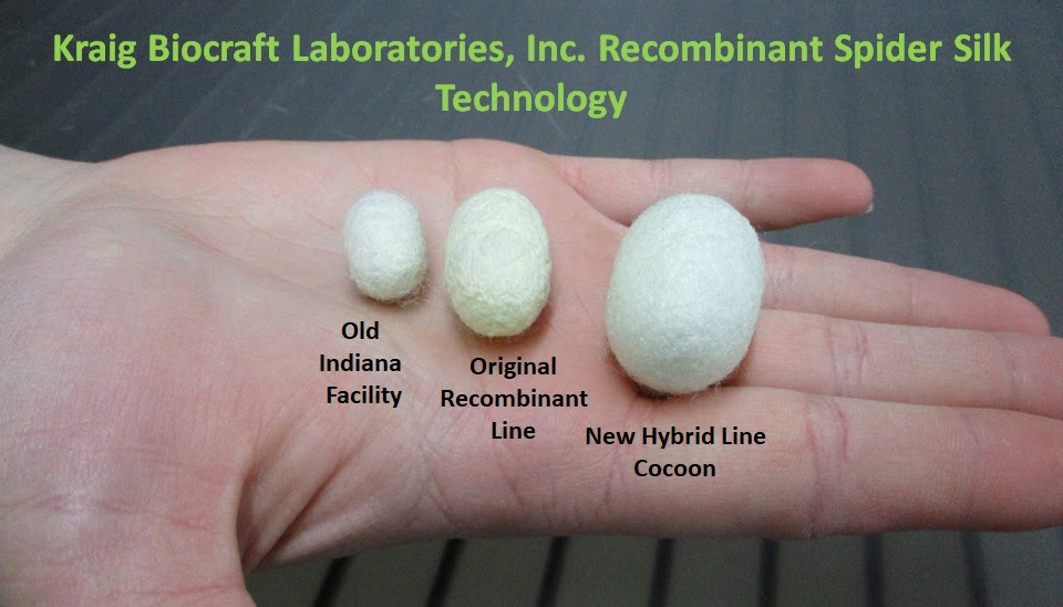 Kraig produces largest spider silk cocoons in its history