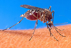 Mosquito on human skin. Source: Wikipedia; United States Department of Agriculture http://www.ars.usda.gov/is/graphics/photos/aug00/k4705- 9.htm
