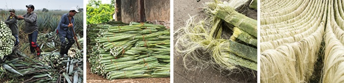 Agave fibres, commonly known as sisal, are a by-product of tequila production and are harvested from cut leaves of the agave plant. © Groz-Beckert 