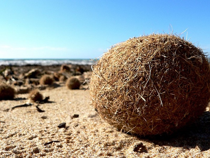 At present, the waste is generally left on the beaches over the winter and collected before summer. © Aitex 