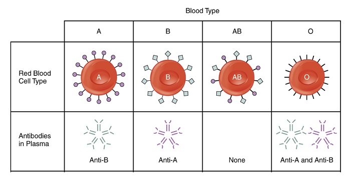 Blood group specific antibodies. © NIRI
